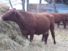 Fall on the Farm 030